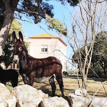 Au Coeur De La Nature Coursan Luaran gambar